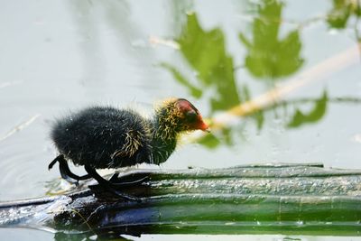 Close-up of bird in water