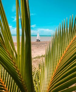 Low angle view of palm tree against sky