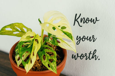 plant