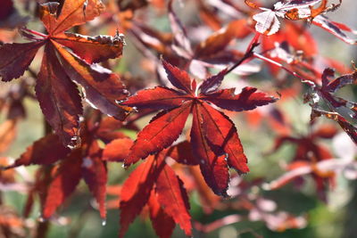 Close-up of maple leaves on tree during autumn