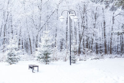 Snow covered trees in forest