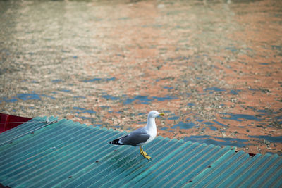 Seagull perching on sea shore