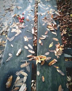 Autumn leaves on wood