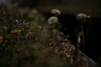 Close-up of plant against blurred background