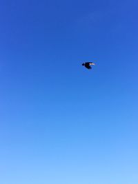 Low angle view of bird flying in sky