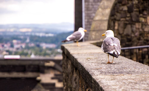 Seagulls perching on a wall