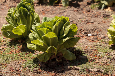 Close-up of vegetables growing at garden