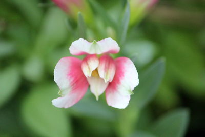 Close-up of pink rose