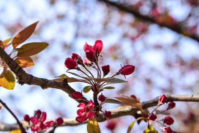 Low angle view of pink cherry blossoms