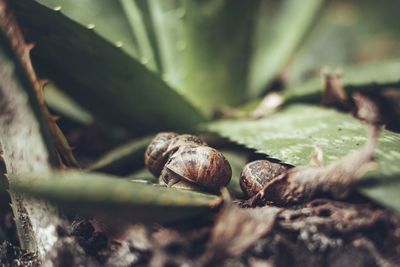 Close-up of snail on leaf