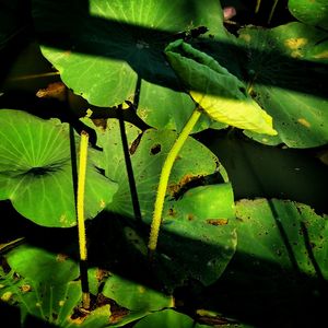 Close-up of plants