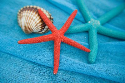 Close-up of artificial starfish and seashell on fishing net
