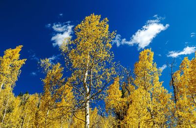Low angle view of yellow trees against blue sky