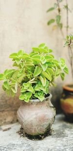 Close-up of potted plant on table