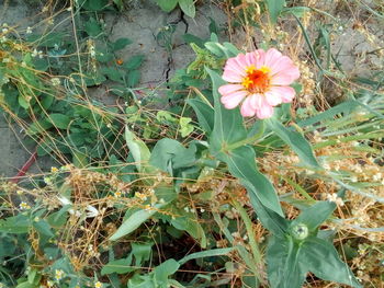 High angle view of flowering plants on field