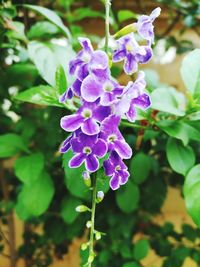 Close-up of purple flowers