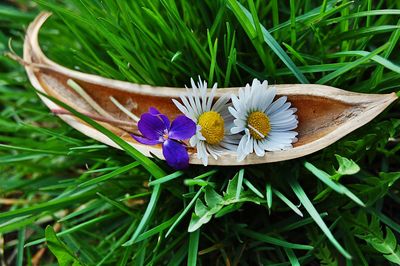 Directly above shot of white and purple flower in plant pod