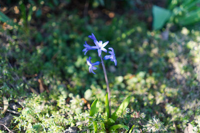 Close-up of purple flowers blooming outdoors