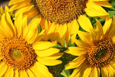 Close-up of sunflower