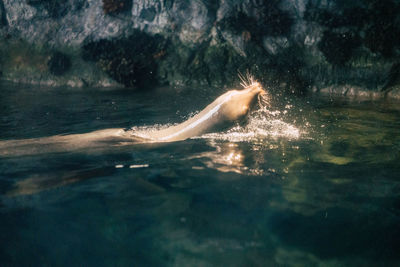 View of turtle swimming in sea