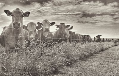 View of cows in field