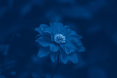 Beautiful fairy dreamy macro of dahlia flower. dark art moody floral. toned with classic blue color. 