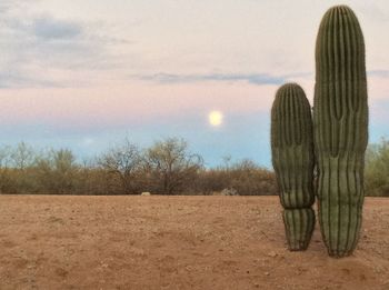 Close-up of cactus on field against sky