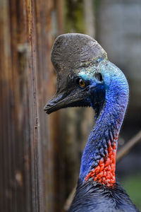 Close-up of bird