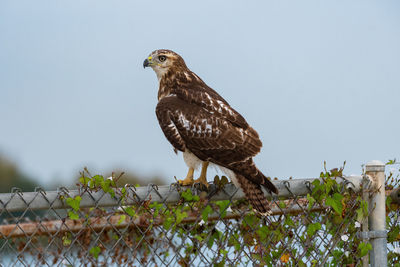 Red-tailed hawk perched on a vine-covered chain link fence.