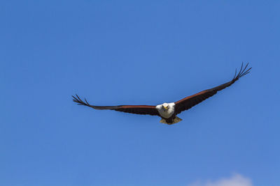 Low angle view of eagle flying against clear blue sky