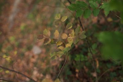 Close-up of plant