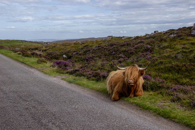 Herd of red brown scottish highlanders in a natural autumn landscape.