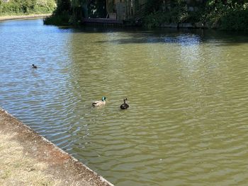 High angle view of ducks swimming in lake