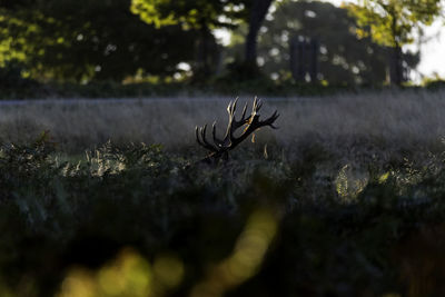 Stag in the wild