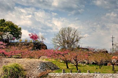 View of flowering plants in park against sky