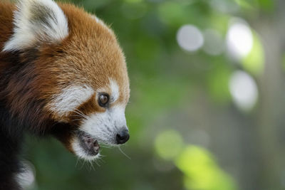 Close-up of an animal looking away