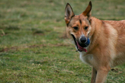 Portrait of dog in grass