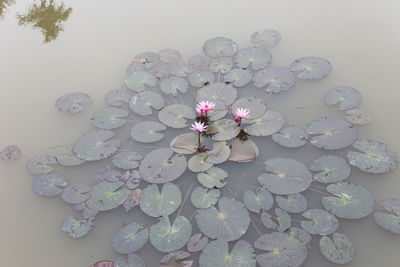 Pink water lily in lake