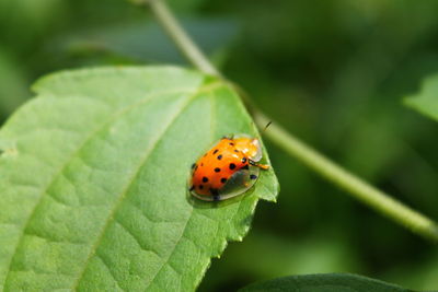 Close-up of ladybug on leaf