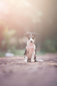 Portrait of dog on rock against blurred background