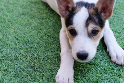 Close-up portrait of puppy lying on grass