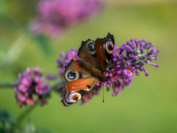 Close-up of butterfly pollinating on purple flower