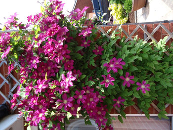 Close-up of pink flowering plants in yard