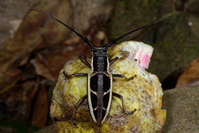 Close-up of black bug feeding on fruit