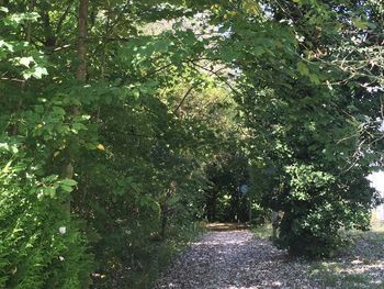 Narrow pathway along trees