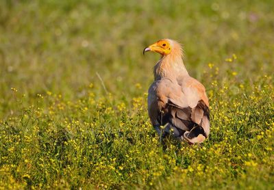 View of a bird on field