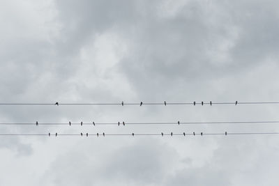 Low angle view of birds perching on cable against sky