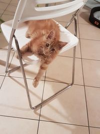 Portrait of cat on tiled floor