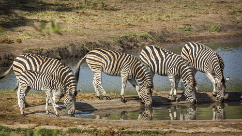 Zebra and zebras in a field