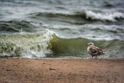 Seagull at sea shore